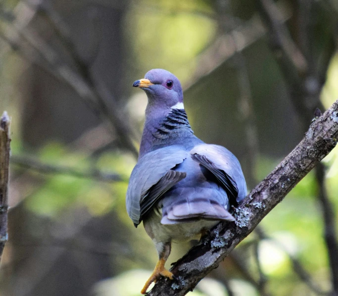 the blue pigeon sits on the nch of a tree