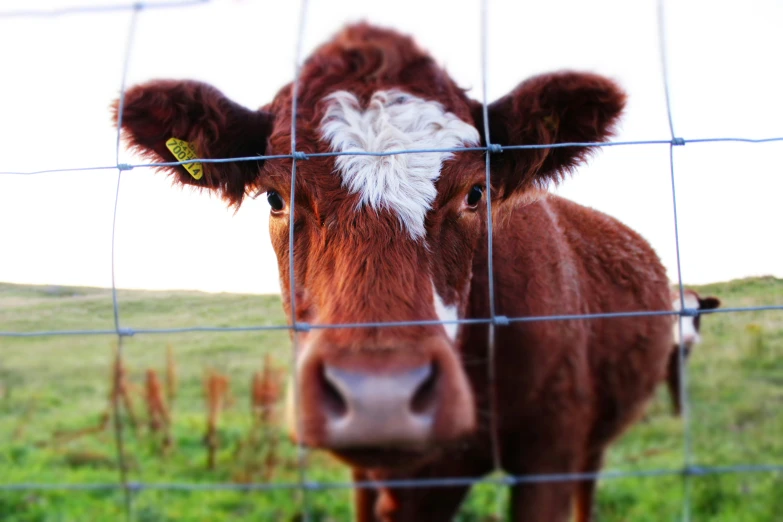 a cow stares at the camera as its ears are touching the fence