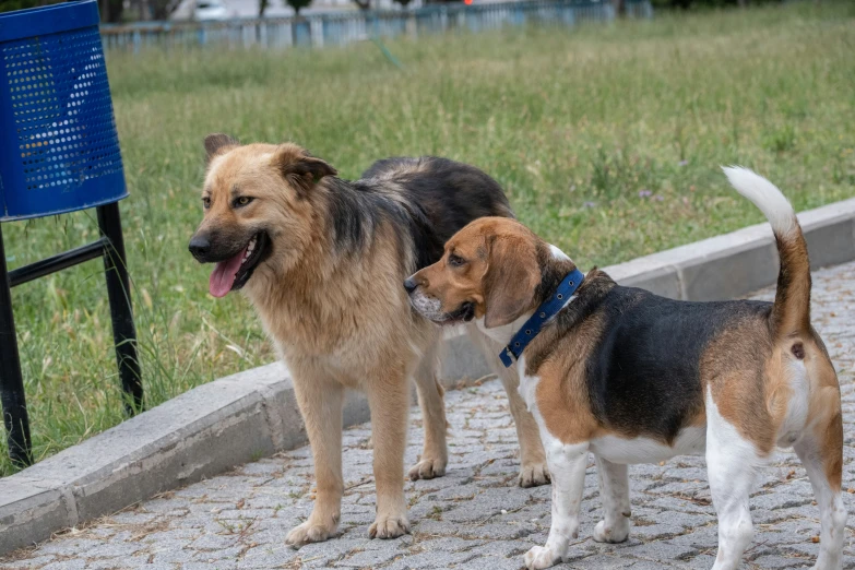 two dogs that are standing near one another