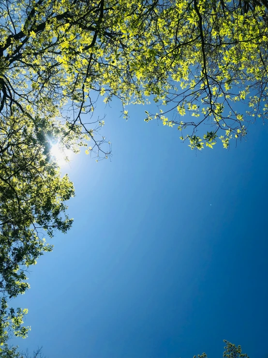 the sun is shining through the trees onto a clear sky