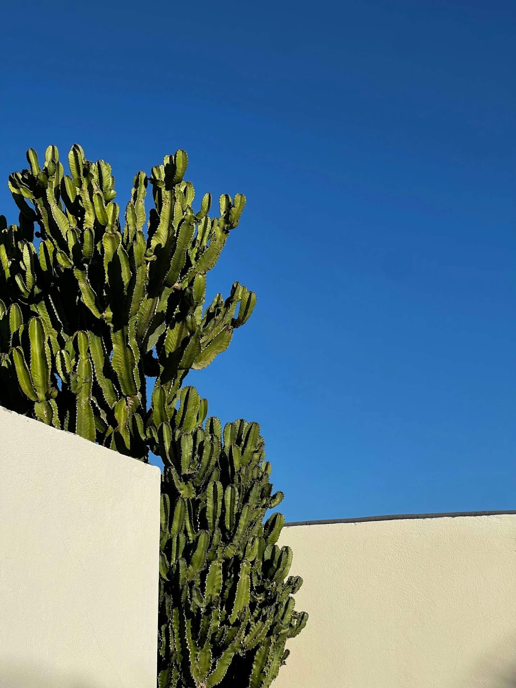 a large cactus sits next to a concrete wall