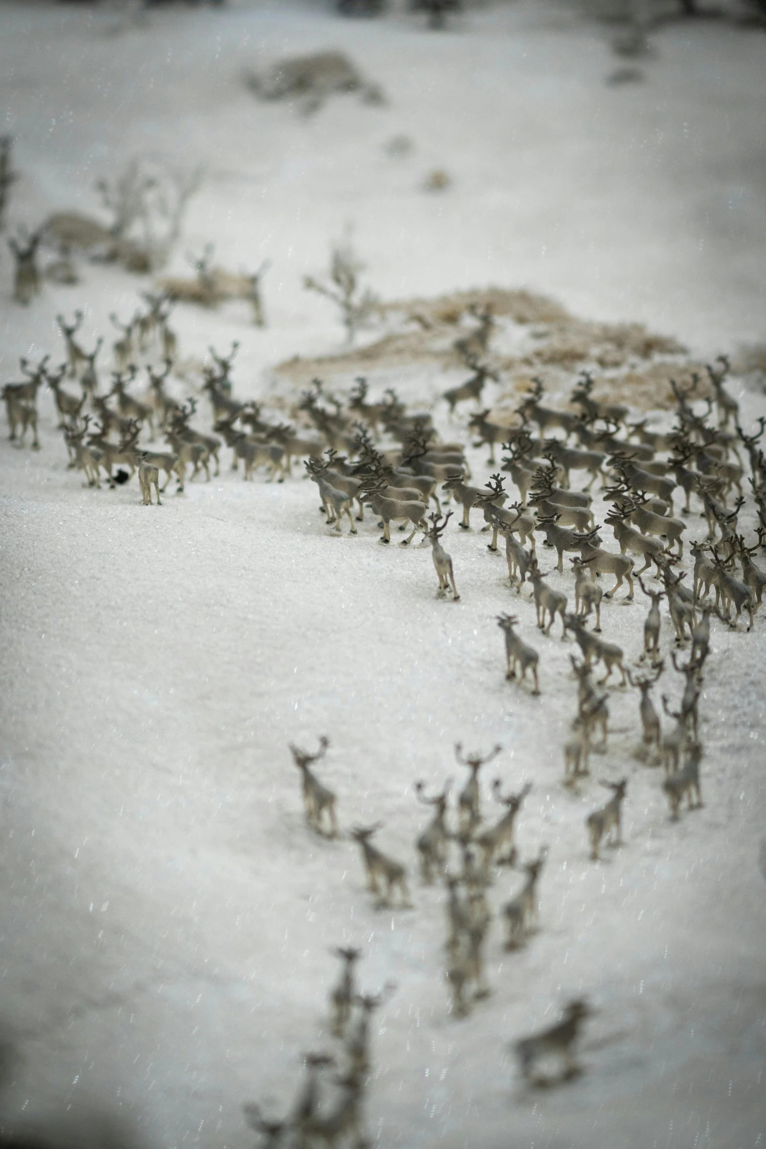 a herd of deers are running in the snow