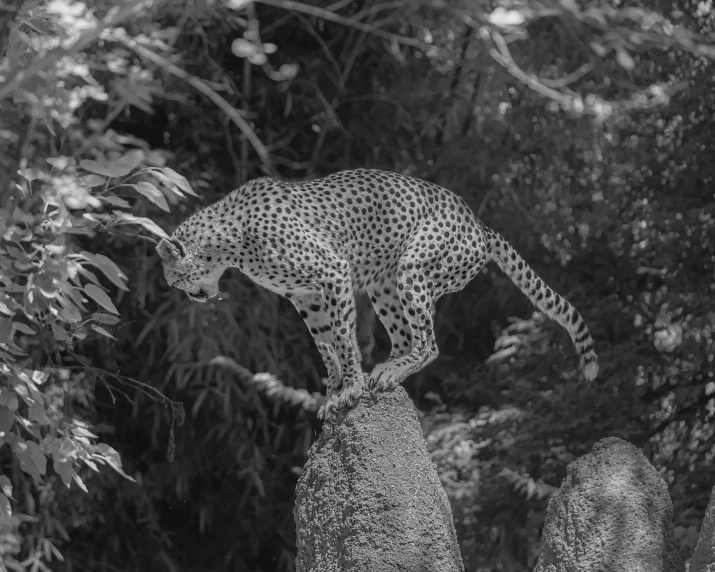 a cheetah standing on top of a tree looking down