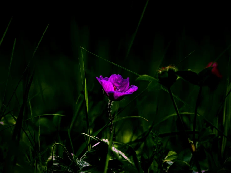 a lone purple flower in the grass