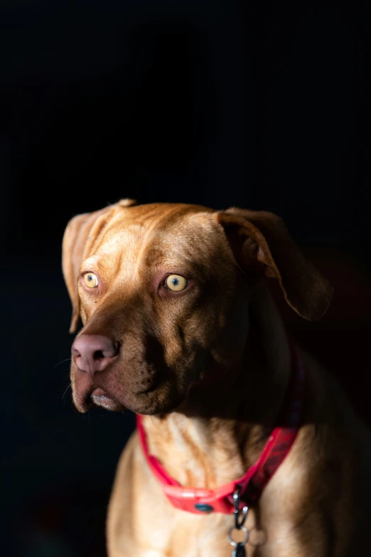 a close up image of a dog with green eyes