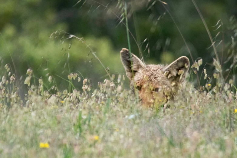 a small animal standing in the tall grass