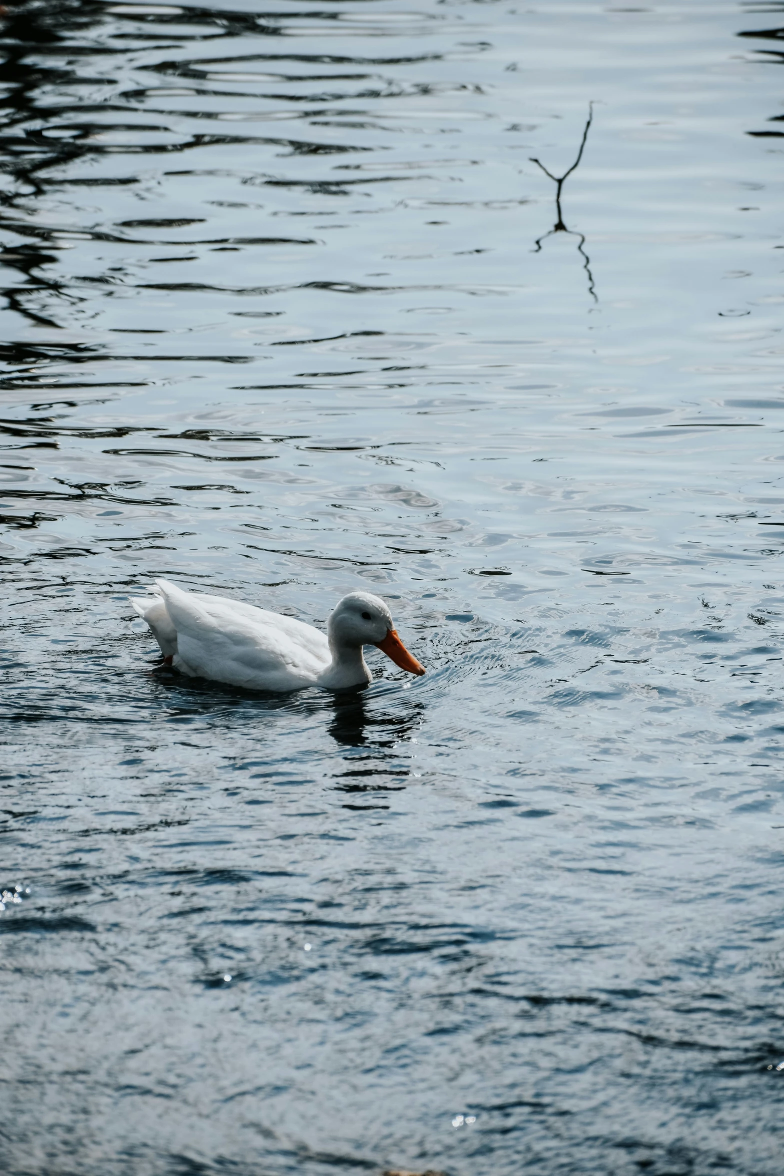 the bird is floating on the water in the lake