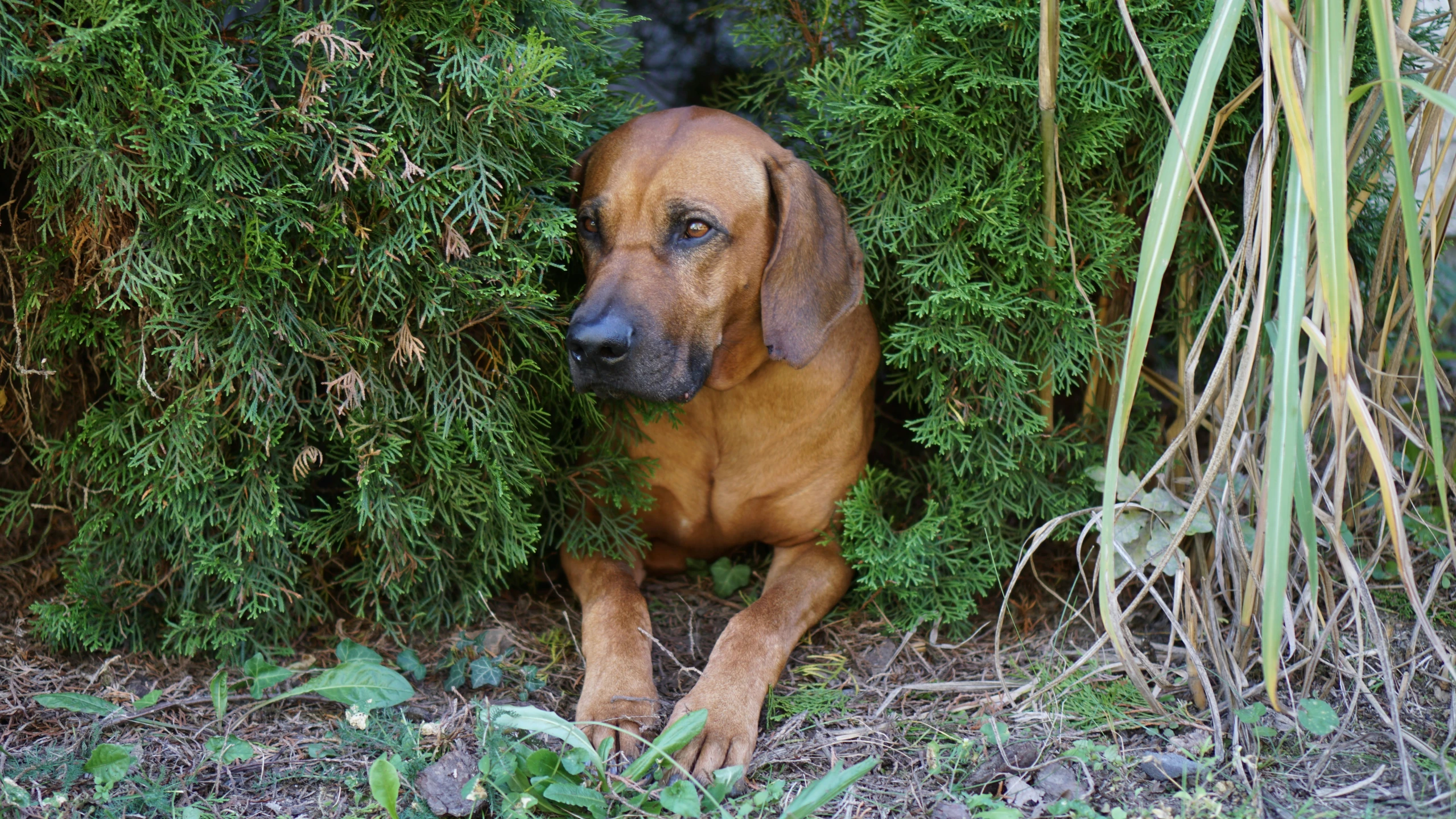 a dog that is laying down near plants