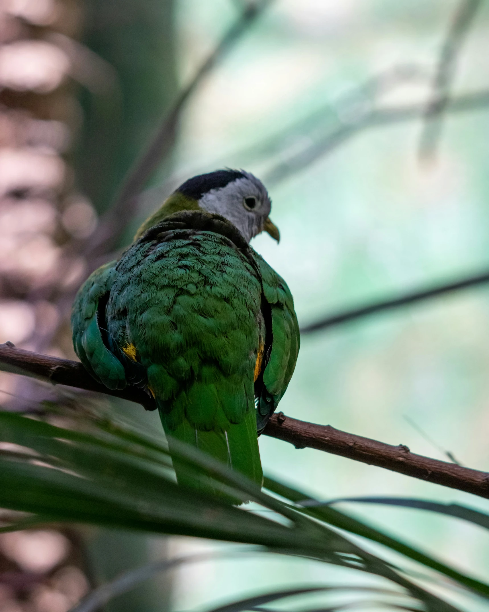 a parrot perched on a nch with leaves around it