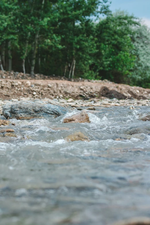 a dog is wading through some shallow water