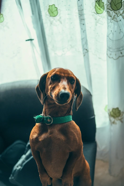 a brown dog is standing on the chair