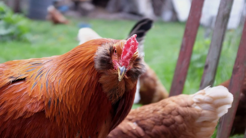 some very cute chickens in a grassy field