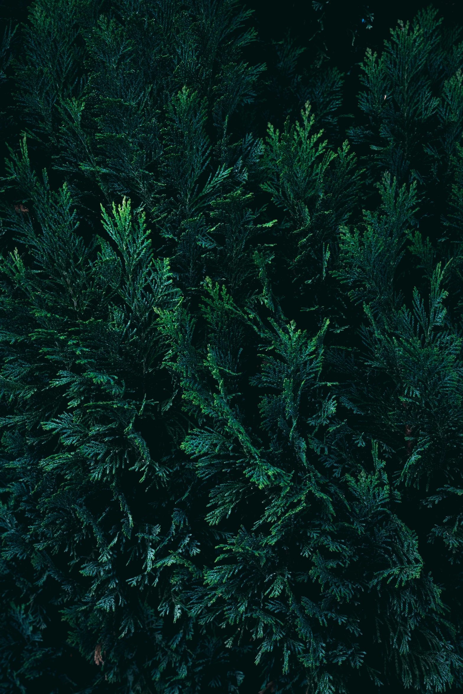 looking down at a green tree in the dark