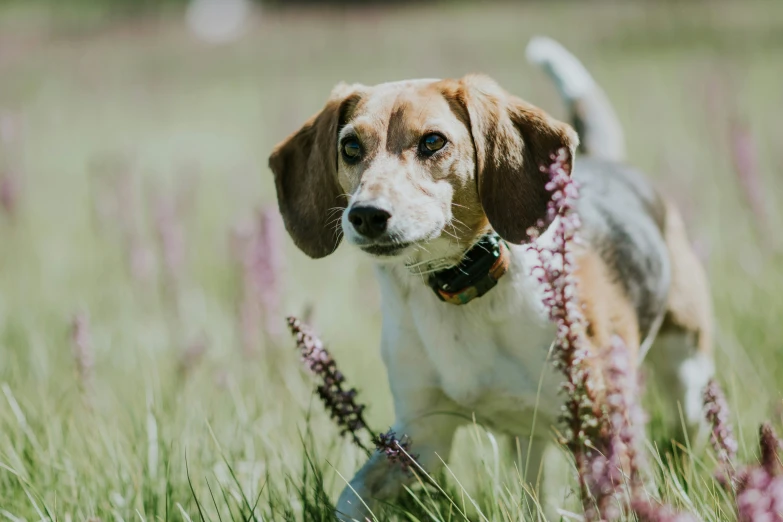 a dog standing in a field of grass