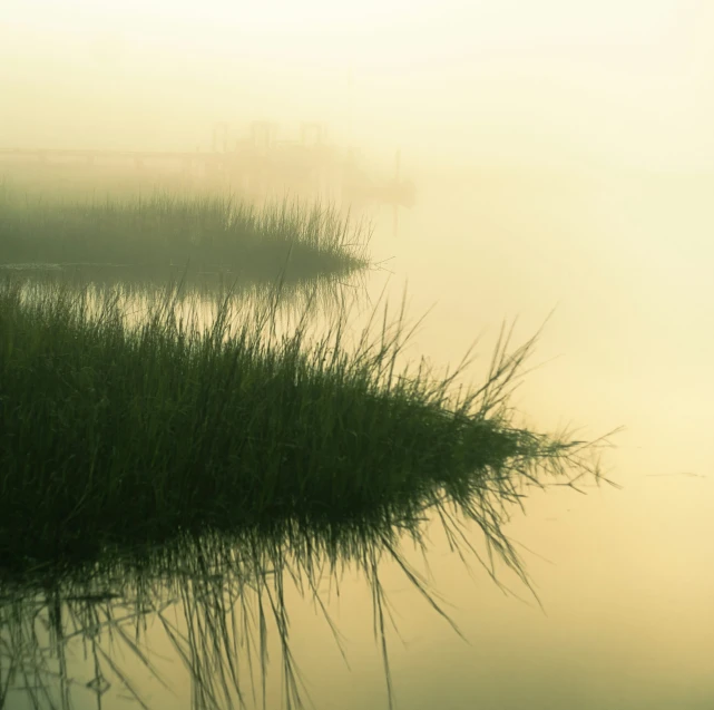 a foggy river with reeds and water in the foreground