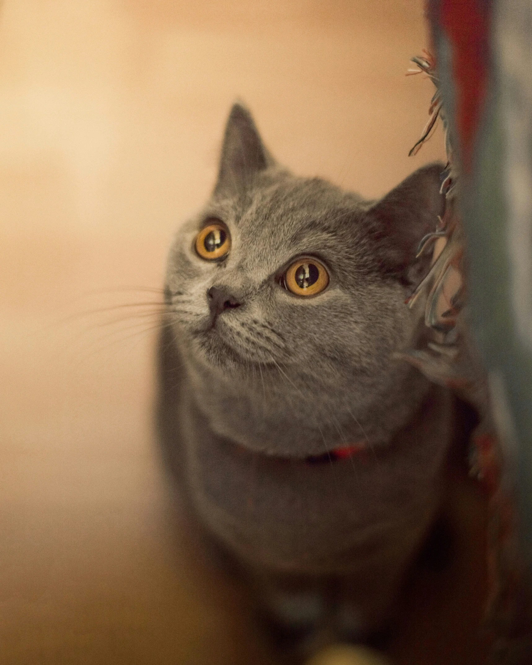 a grey cat looking up through the curtains