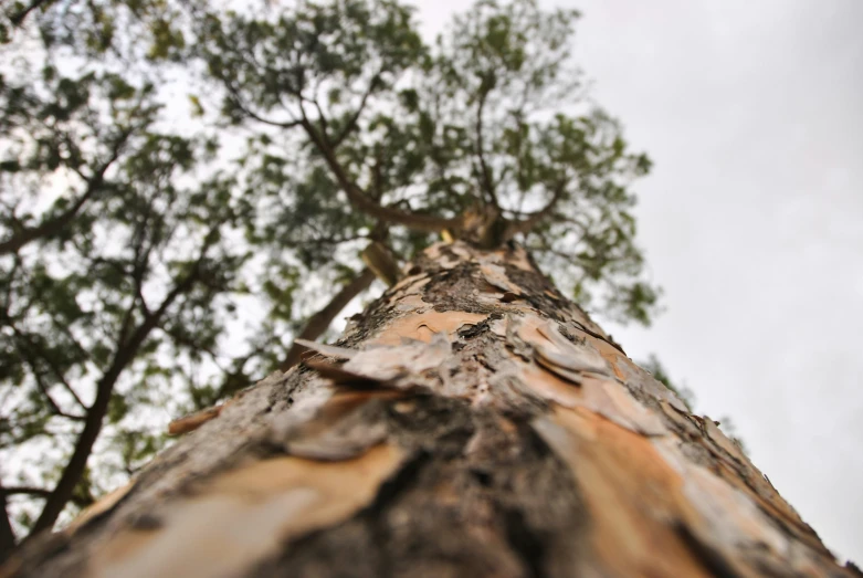 an up view from below of a tree trunk