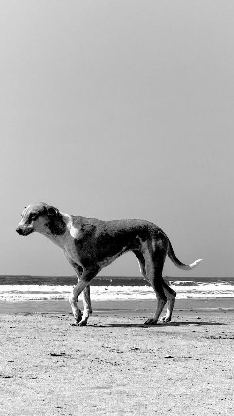 a dog walking across the sand at the beach