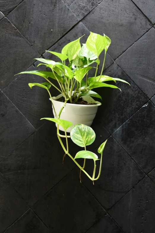 a plant with green leaves sitting on a tiled floor