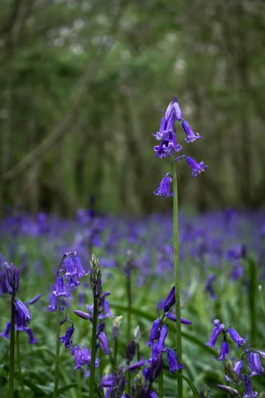 purple flowers growing in the grass with a forest behind them