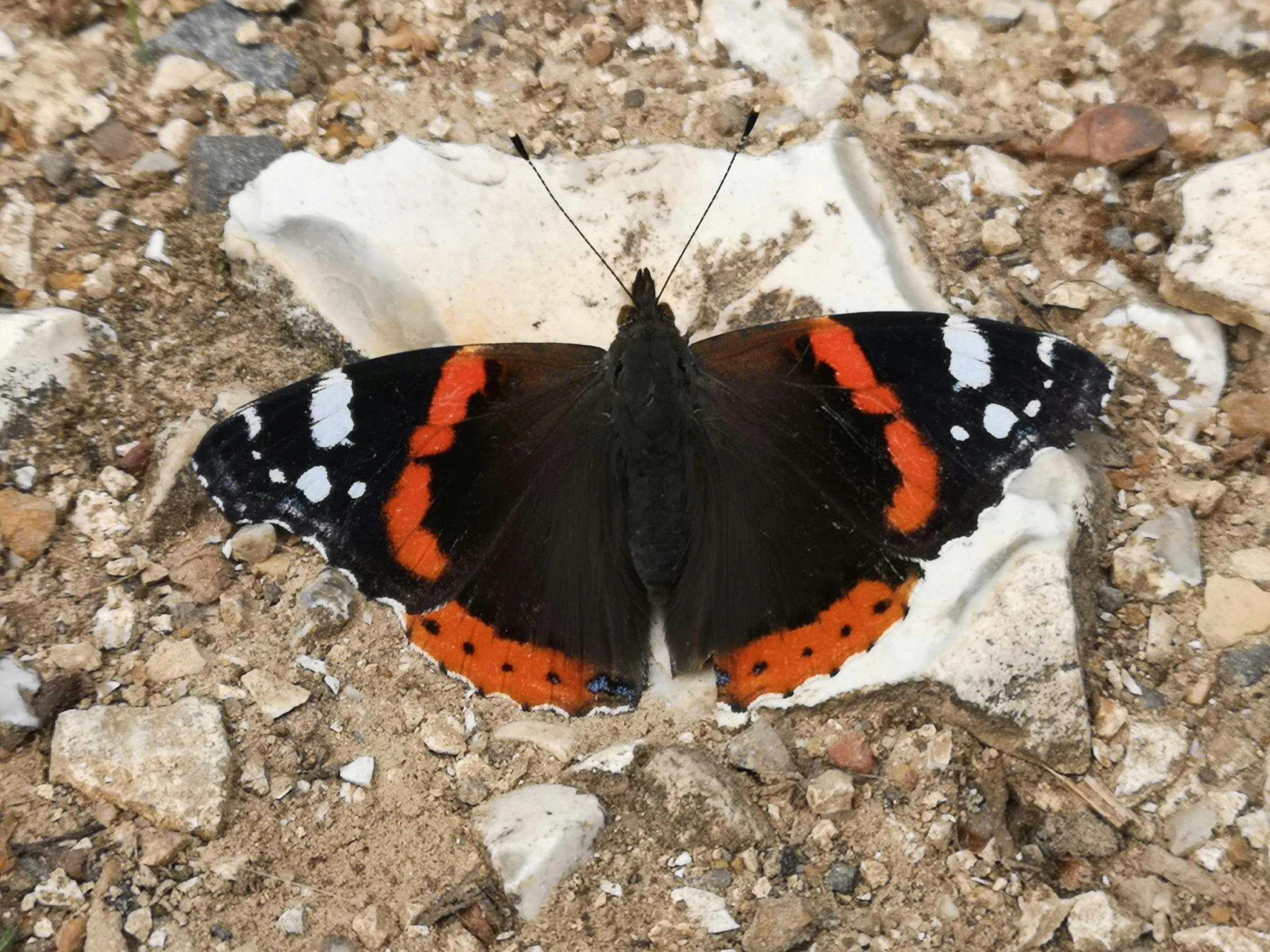 a red and black erfly on some white rocks