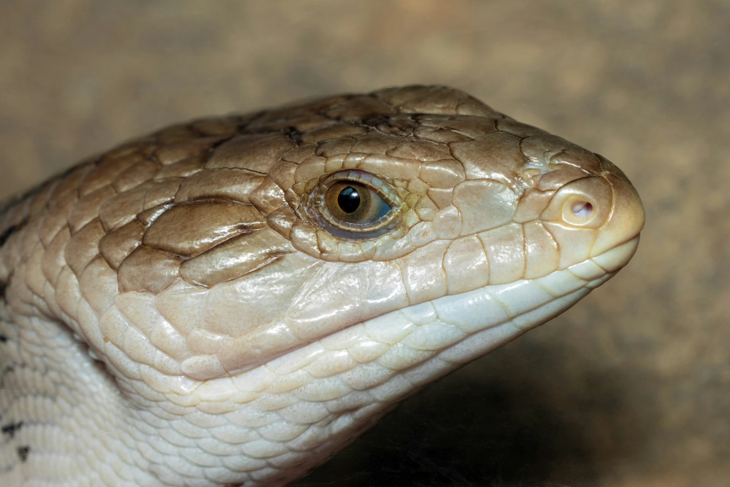 a close up image of the head and torso of a reptilent