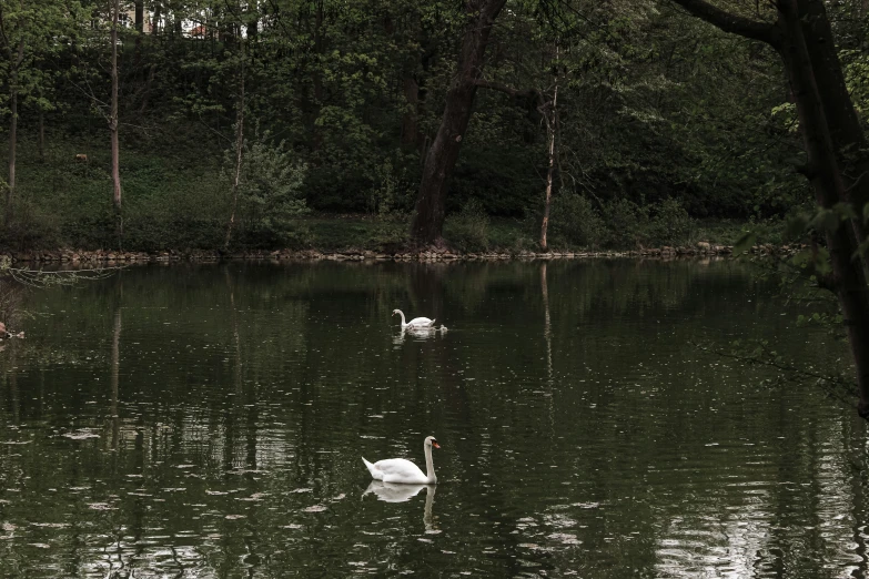 two white swans in the water by trees