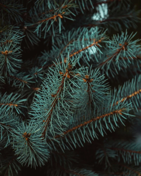 the nches of a evergreen tree are green