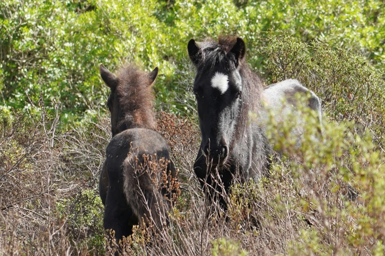 two animals in the tall grass, one brown and one white