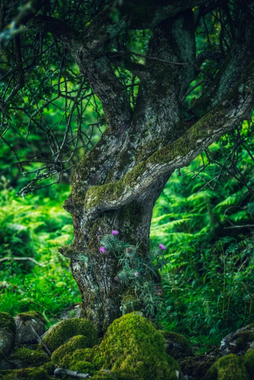 an image of tree with green moss growing on it