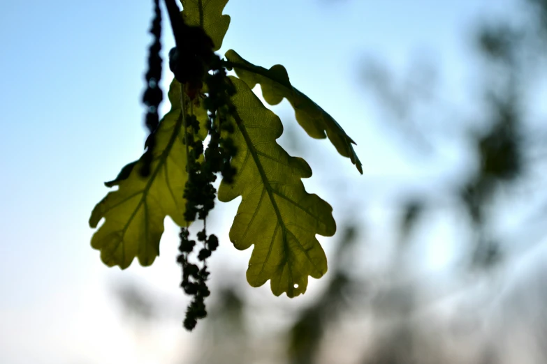 the nch of an oak tree with some leaves