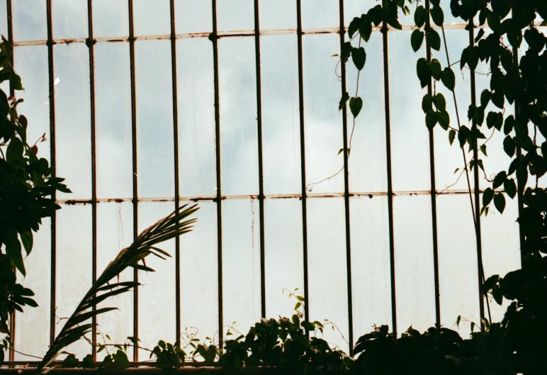 the nches and leaves of trees behind a fence