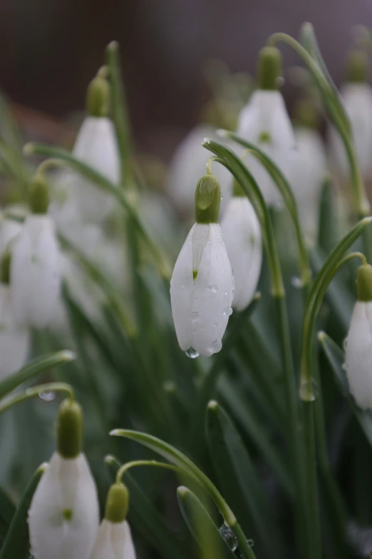 a lot of white flowers with one leaf