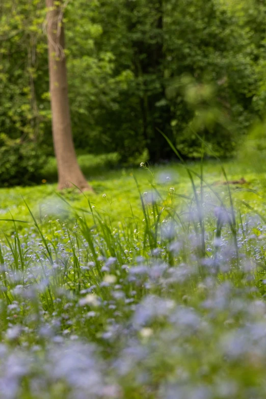 a small bird walking on the green grass near the woods