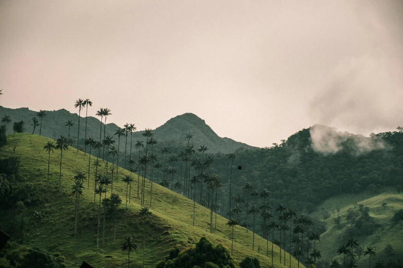 a hill with some palm trees on the top