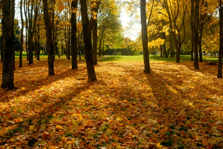 leaves litter the ground in a park next to trees