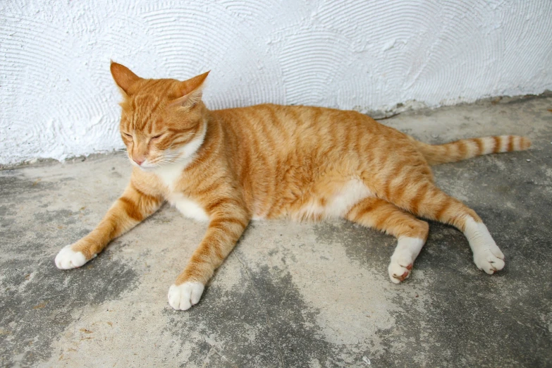 a cat is laying on the floor by the wall