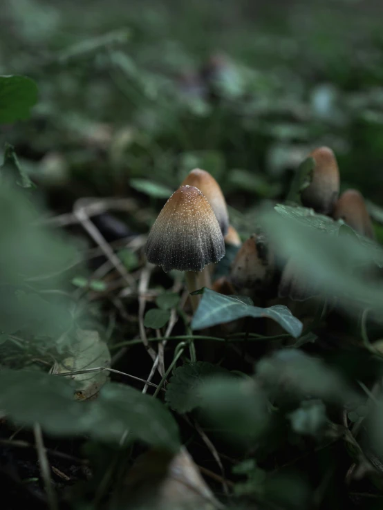 a couple of mushrooms in the grass