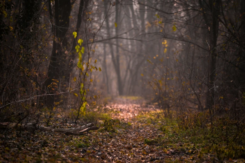 the trees near this path were full of leaves