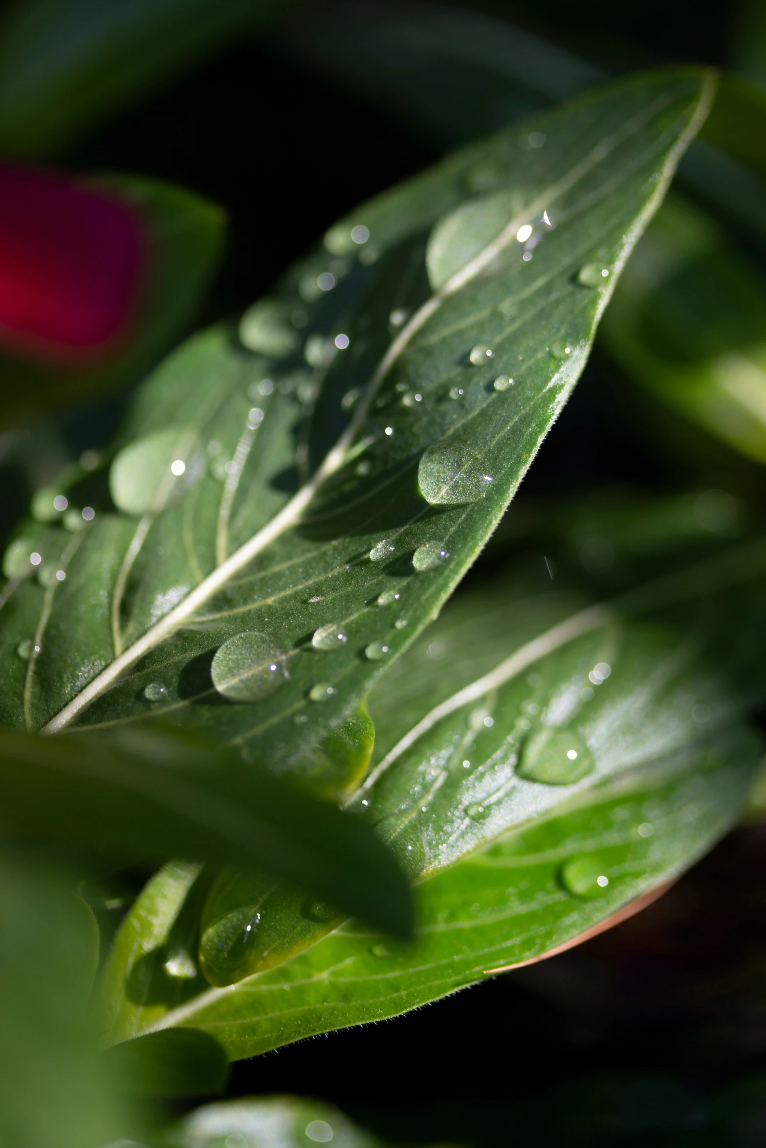 a green plant with leaves and water drops