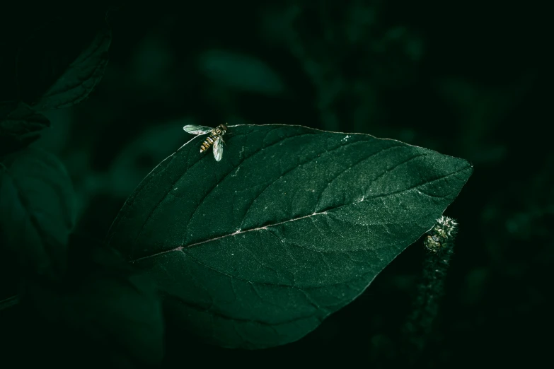 the yellow insect is on the underside of the green leaf