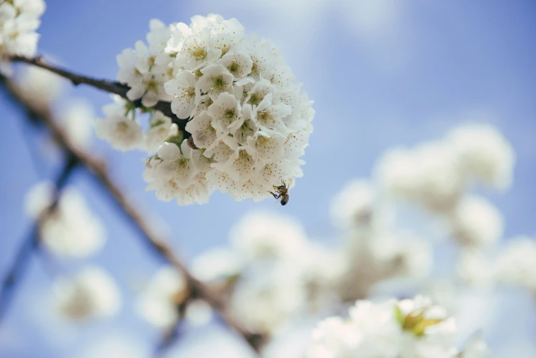 a bunch of white flowers are on a tree nch