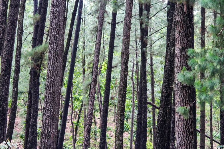 a black bear walks through the pine forest