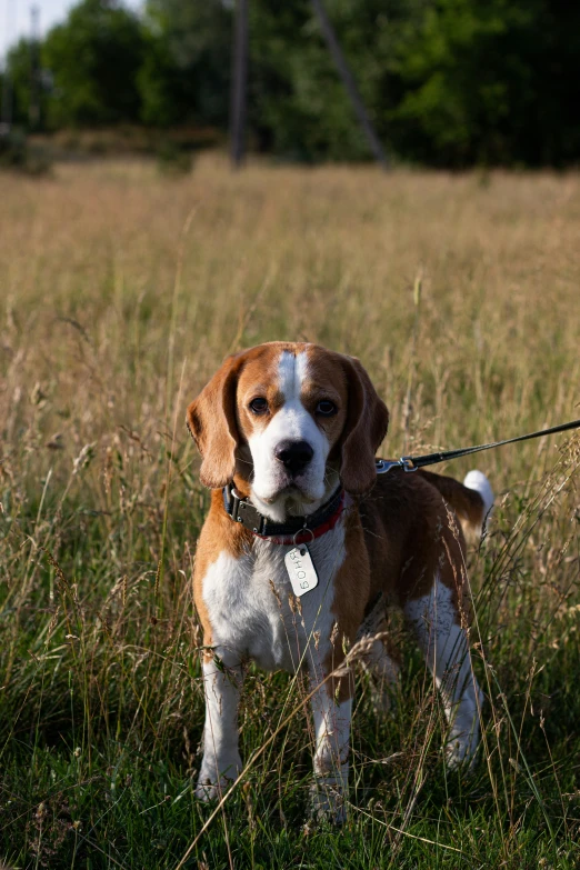 a beagle is standing in a grassy area and it looks sad