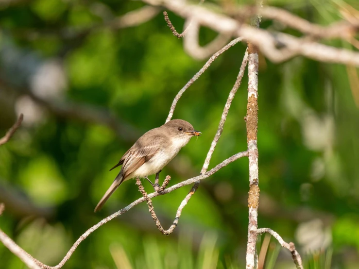 a bird on a thin tree nch in the forest