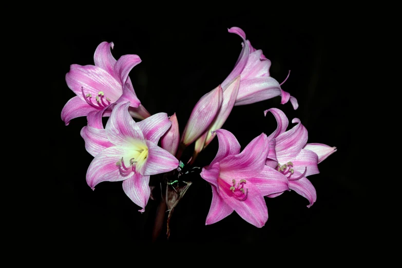 a bouquet of pink flowers against a dark background