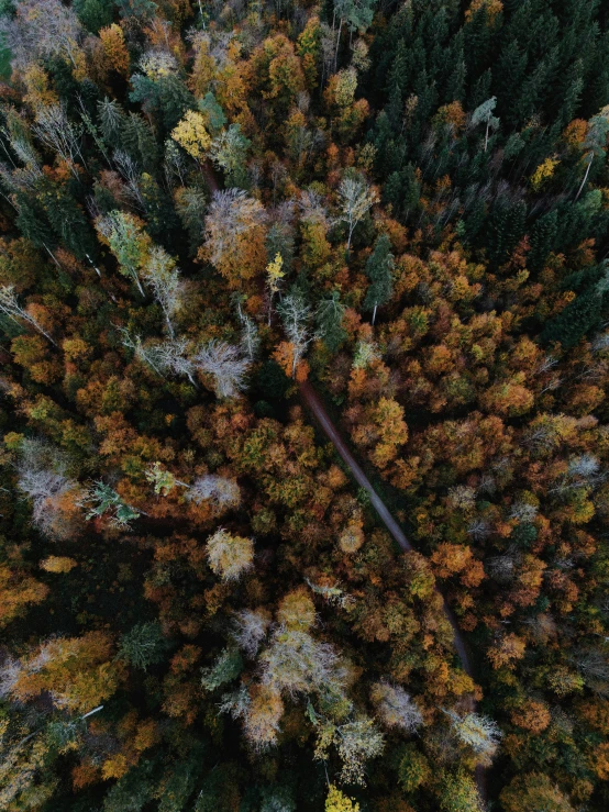 an overhead view of the tops of trees