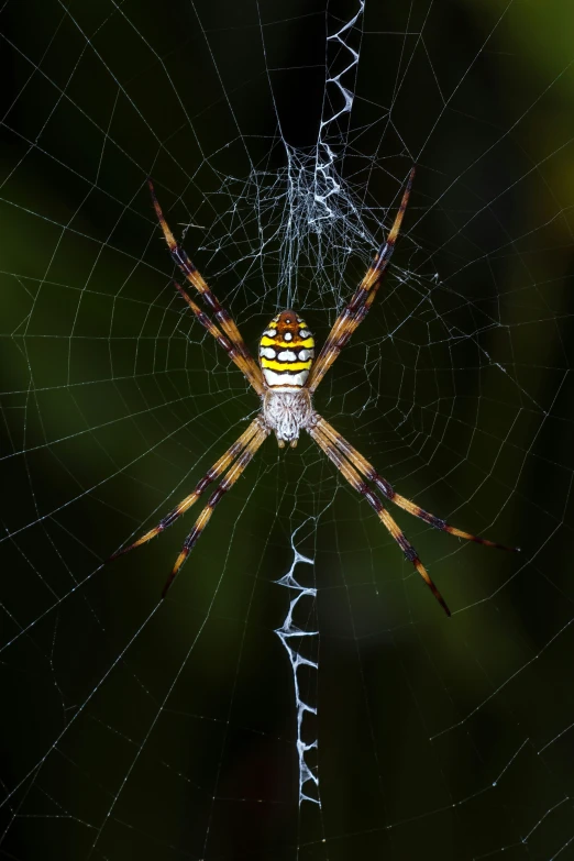 a close up of a spider in its web