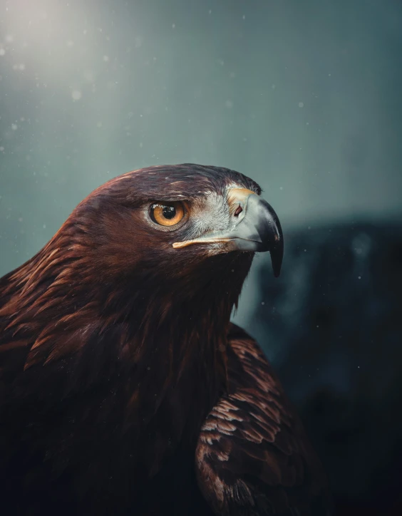 a large hawk looking at the camera, with his head tilted down