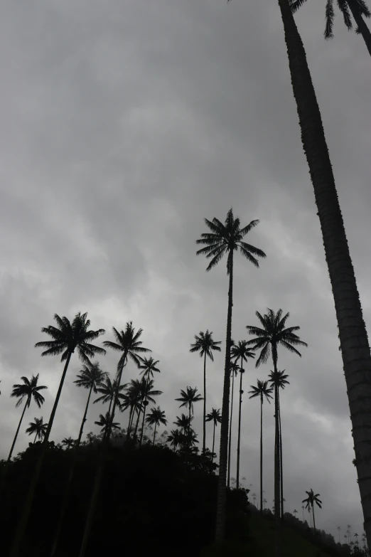 an image of palm trees in the mistgy sky